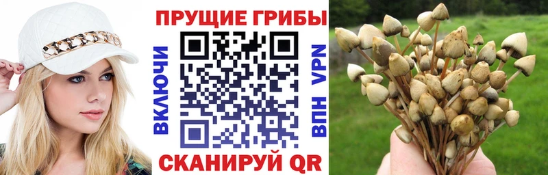 Купить закладки  Карачев  Псилоцибиновые грибы Cubensis 